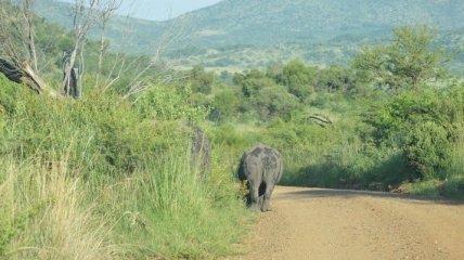 На видео попала эпичная драка слона и носорога с детёнышом (Видео)
