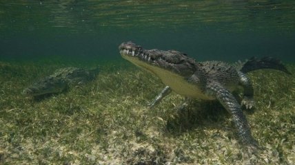 Подводная прогулка с крокодилами (Фото)