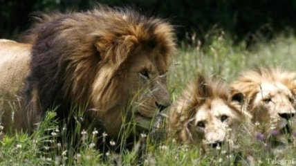 В Африке осталось всего 32 тысячи львов