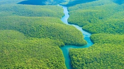 Ученые: Большинство деревьев в лесах Амазонии выращены людьми