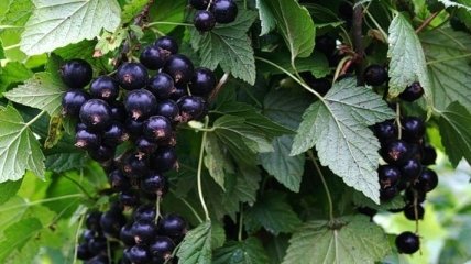 Какими полезными свойствами обладает черная ягода - смородина