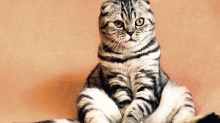 Топ-30 самых восхитительных котов, харизме которых невозможно сопротивляться