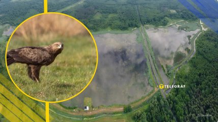 Малый подорлик