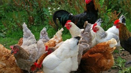 Япония будет экспортировать мясо птицы из Украины