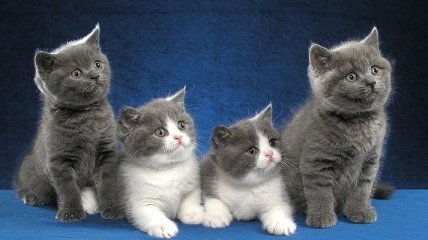 Дорогое удовольствие: шикарные кошки, которые стоят целое состояние (Фото)