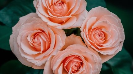 Троянди варто обрізати для пишного цвітіння  (зображення створено за допомогою ШІ)
