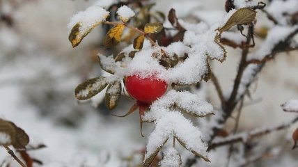 Прогноз погоды в Украине на 29 ноября: по всей стране ожидаются дожди с мокрым снегом
