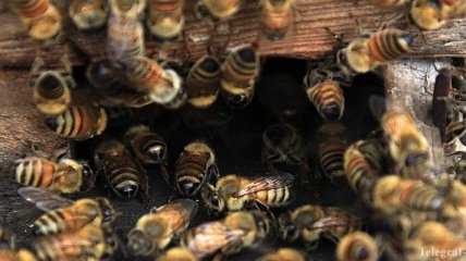 Во Львовской области пчелы закусали пасечника до смерти