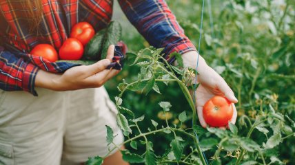 Помідори – популярна овочева культура на городі