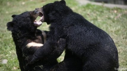 В штате Монтана пришлось усыпить 7 черных медведей