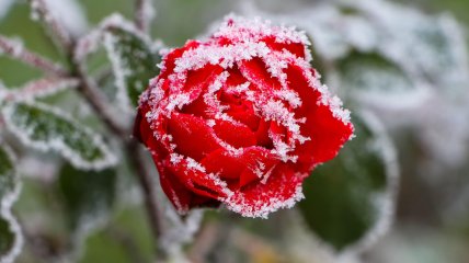 Иней на розе