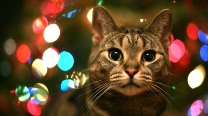 ВИДЕОпозитив: коты vs новогодние ёлки