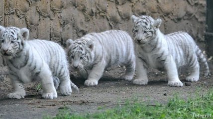 Троих белых тигрят показали посетителям в чешском зоопарке