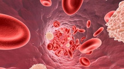 Как повысить количество лейкоцитов в крови