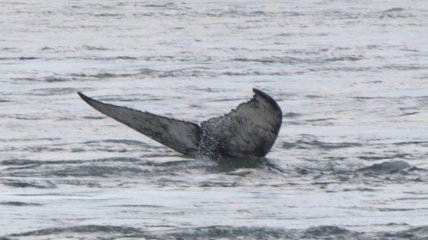 В Монреаль заплыл горбатый кит (Видео)
