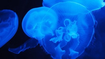 В Великобритании сфотографировали гигантскую медузу размером с человека