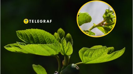 В Украине насекомые уничтожают грецкие орехи