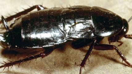 Ученые выявили предназначение тараканов на Земле