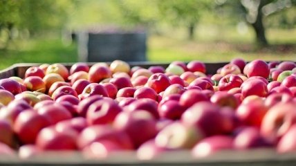 Названы главные страны-экспортеры украинских яблок