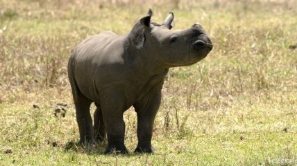 Во Франции браконьеры убили белого носорога прямо в зоопарке