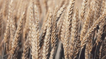 В этом году в Украине уменьшилась реализация зерновых и масличных