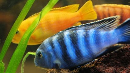 Рыба-цыхлида может отращивать себе половые органы для самооплодотворения