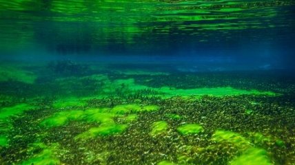 Ученые раскрыли секрет появления токсичных водорослей в озерах Америки