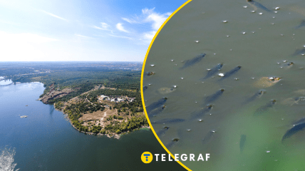 На Хортице может исчезнуть очередное озеро