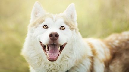 Ученые выяснили, что думают о нас собаки, когда мы улыбаемся