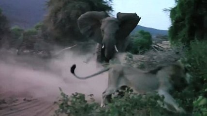  В Сети опубликовали видео боя слонихи со львом в кенийском заповеднике (Видео) 