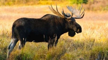 Приказ о внесении лося в Красную книгу передан на юстирование