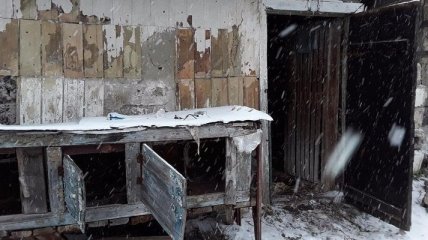 Трупы по всему двору: на Киевщине задержали убийц кошек и собак