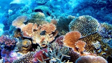 Обнаружены бактерии, способные спасти коралловые рифы 