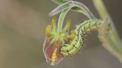 Растение использует трупы насекомых для самозащиты