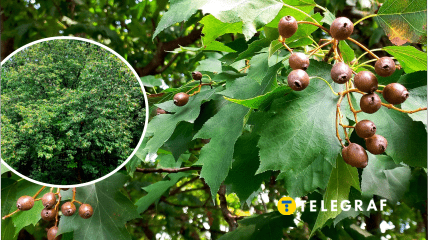 В Киеве есть рябина лекарственная