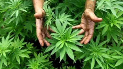 В Калифорнии легализовали "рекреационную" марихуану