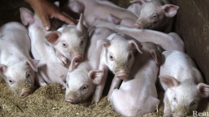 В Украине умерли свиньи зараженные африканской чумой