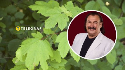 Степан Гіга вперше виконав "Яворину" у 1995 році