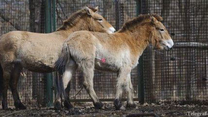 Лошади Пржевальского совершают перелет из Чехии в Монголию