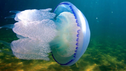 Медуза под водой.