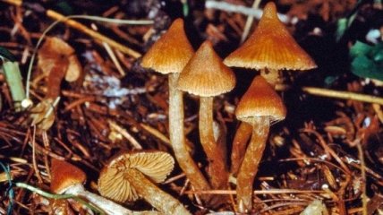 Ученые раскрыли тайну галлюциногенных грибов