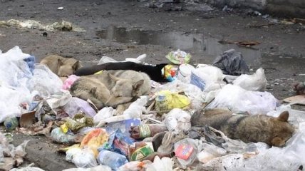 У популярному курорті на Закарпатті виявили тонни сміття (Відео)