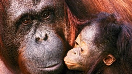 Впервые за 42 года в пражском зоопарке родился детеныш орангутанга