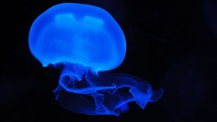 На побережье английского городка нашли огромную медузу