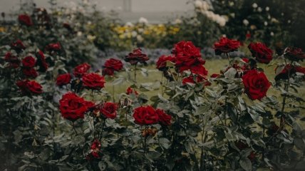 Лайфхак, как способствовать развитию и цветению роз