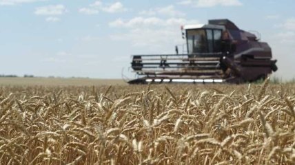 В Украине идет уборка зерновых