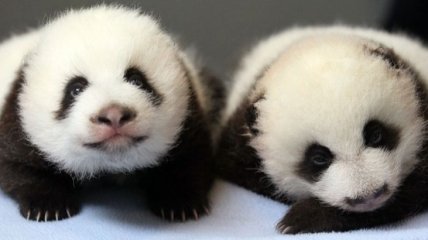 Снимки панд - самых милых животных, занесенных в Красную книгу (Фото)