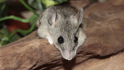 Генномодифицированных мышей научат вынюхивать мины