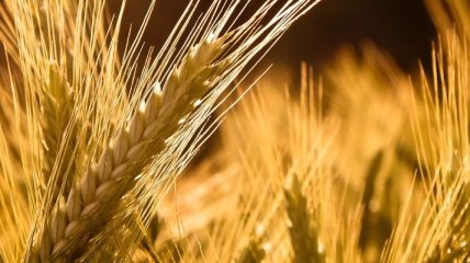 Украина прекратила экспорт пшеницы