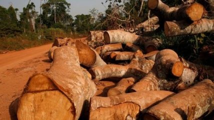 Темпи знищення тропічних лісів зросли більш ніж удвічі